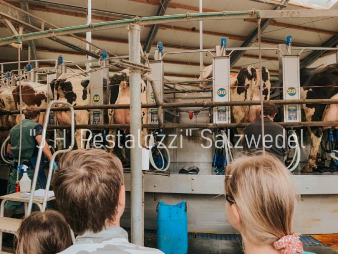 Beim Melken live dabei sein