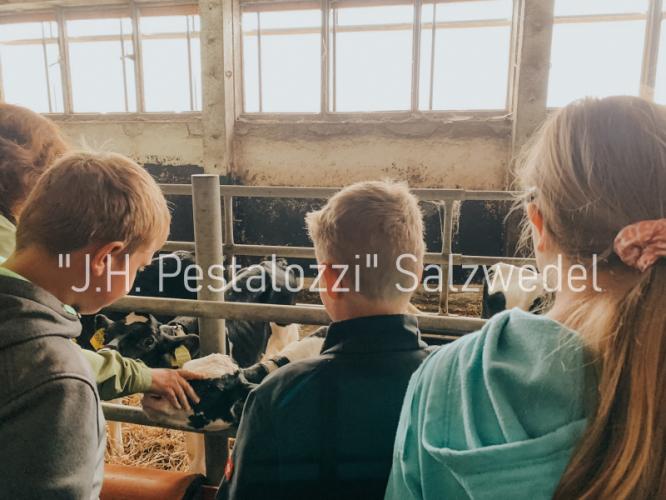 K&auml;lber streicheln